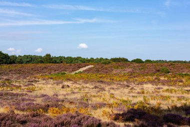Heather yazın sonunda güzel Suffolk Heathland 'da çiçek açtı. Olağanüstü Doğal Güzellik Bölgesi.