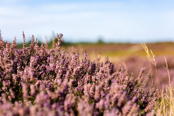 Suffolk Heathland 'da canlı mor fundanın tam çiçek açtığı yer. Olağanüstü Doğal Güzellik Bölgesi.