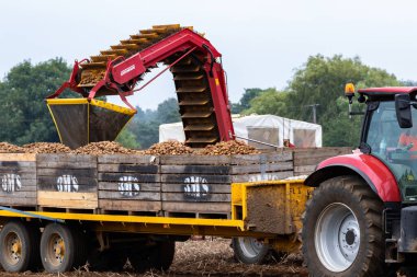 Woodbridge Suffolk İngiltere 16 Ağustos 2021: Küresel tedarik hatlarında ciddi sorunlar ve süpermarketlerde ayak sıkıntısı yaşayan küresel bir salgının zirvesinde İngiliz patatesleri hasat ediliyor