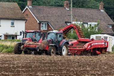 Woodbridge Suffolk İngiltere 16 Ağustos 2021: Küresel tedarik hatlarında ciddi sorunlar ve süpermarketlerde ayak sıkıntısı yaşayan küresel bir salgının zirvesinde İngiliz patatesleri hasat ediliyor