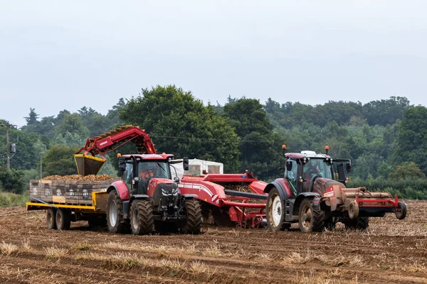 Woodbridge Suffolk August 2021 Potato Harvesting Height Global Pandemic Has — Stock Photo, Image