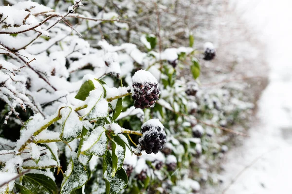 Frutti Edera Selvatica Ricoperti Neve Questi Sono Importante Fonte Cibo — Foto Stock