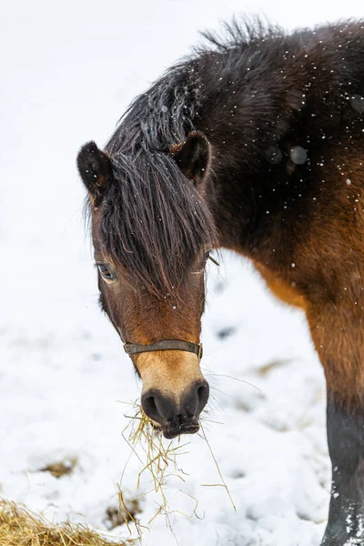 Çiftçinin, Suffolk çiftliğine yağan nadir kar yağışında sağladığı samanlarda otlayan güzel bir at.