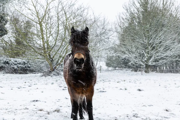 İngiltere 'de bir Suffolk çiftliğinde kar yağışı ve kar fırtınasında sıcak kalmaya çalışan güzel kahverengi bir at. Doğu fırtınasının canavarı.