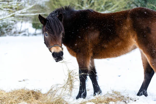 Çiftçinin, Suffolk çiftliğine yağan nadir kar yağışında sağladığı samanlarda otlayan güzel bir at.