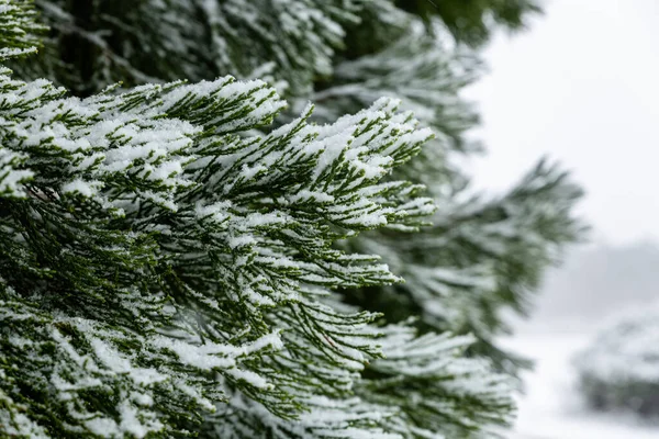 Primo Piano Ramo Coperto Neve Albero Sempreverde Con Uno Sfondo — Foto Stock