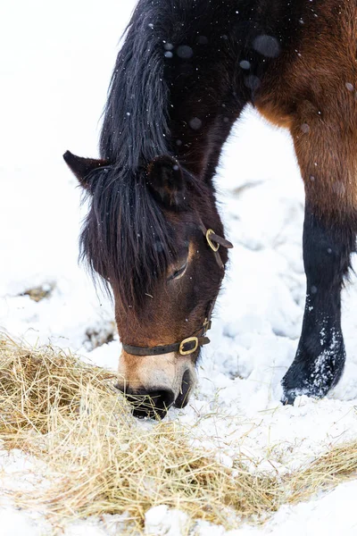 Çiftçinin, Suffolk çiftliğine yağan nadir kar yağışında sağladığı samanlarda otlayan güzel bir at.