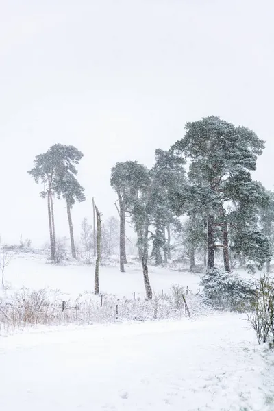 Bellissimo Paesaggio Invernale Durante Tempesta Neve Che Attraversa Campagna Del — Foto Stock