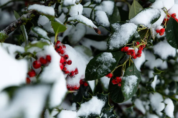 Bacche Edera Rossa Coperte Neve Durante Inverno — Foto Stock