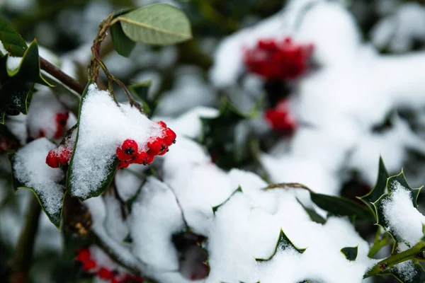 Bacche Edera Rossa Coperte Neve Durante Inverno — Foto Stock