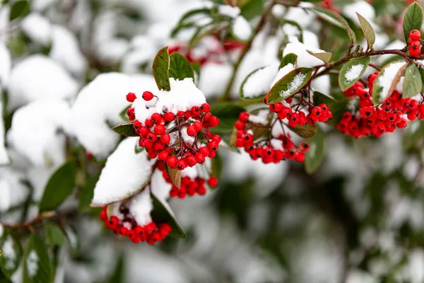 Bacche Rosse Coperte Neve Durante Inverno — Foto Stock