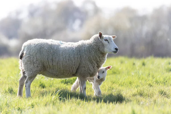 Mother Ewe Her Newborn Lamb Suffolk Countryside Bright Springtime Sun — Stock Photo, Image