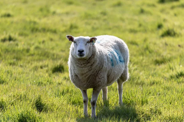 Baharın Parlak Güneşinde Suffolk Kırsalında Bir Dişi Koyun — Stok fotoğraf