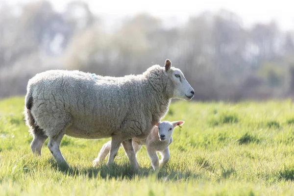 Bir anne koyunu ve yeni doğmuş kuzusu Suffolk kırsalında parlak bahar güneşinde