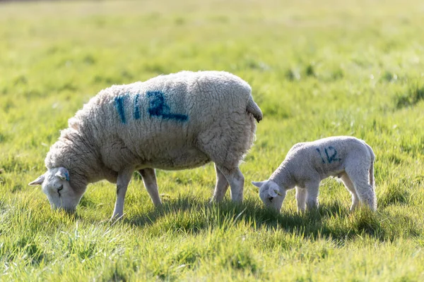 Uma Ovelha Mãe Seu Cordeiro Recém Nascido Campo Suffolk Sol — Fotografia de Stock