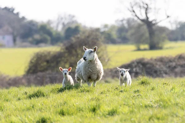 Uma Ovelha Mãe Seu Cordeiro Recém Nascido Campo Suffolk Sol — Fotografia de Stock