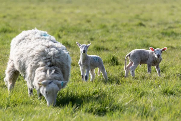 Uma Ovelha Mãe Seu Cordeiro Recém Nascido Campo Suffolk Sol — Fotografia de Stock