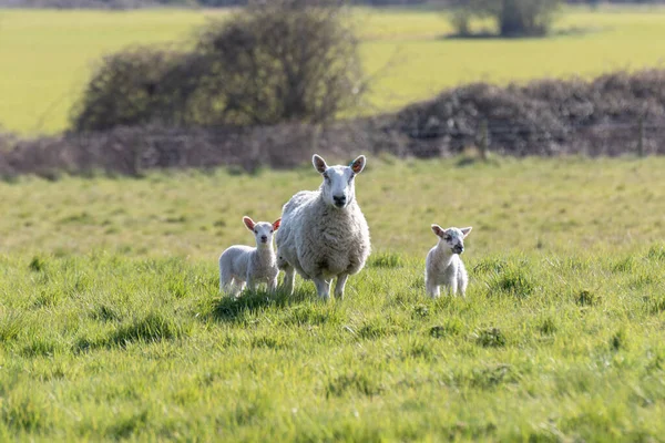 Ein Mutterschaf Und Sein Neugeborenes Lamm Auf Dem Land Suffolk — Stockfoto