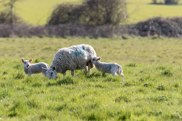 Ein Mutterschaf Und Sein Neugeborenes Lamm Auf Dem Land Suffolk — Stockfoto