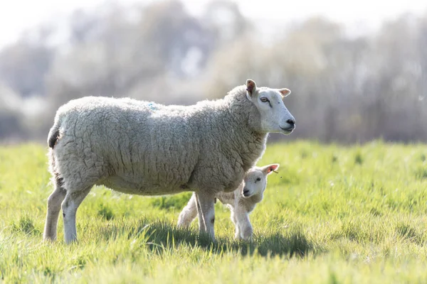 Una Oveja Madre Cordero Recién Nacido Campo Suffolk Sol Primavera Imágenes de stock libres de derechos
