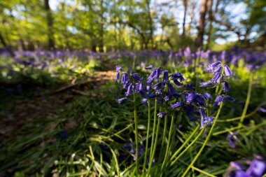 Suffolk kırsalındaki vahşi bir ormanda bulunan geleneksel bir mavi çan ağacı