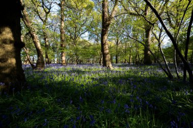 Suffolk kırsalındaki vahşi bir ormanda bulunan geleneksel bir mavi çan ağacı