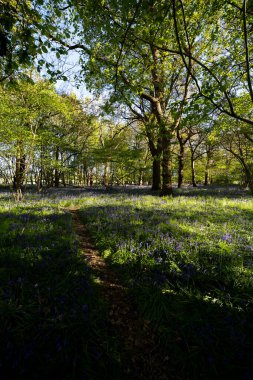 Suffolk kırsalındaki vahşi bir ormanda bulunan geleneksel bir mavi çan ağacı