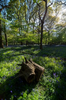 Suffolk kırsalındaki vahşi bir ormanda bulunan geleneksel bir mavi çan ağacı