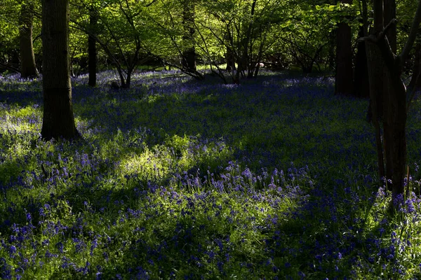 Ein Traditionelles Blaues Glockenholz Einem Wilden Wald Tief Der Erstickten — Stockfoto