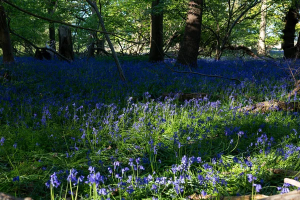 Bois Traditionnel Cloche Bleue Situé Dans Une Forêt Sauvage Fond — Photo