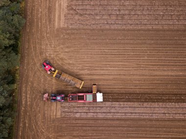 Woodbridge Suffolk İngiltere 12 Ağustos 2021: Yanında bir römork yüklerken patatesleri hasat eden bir traktör