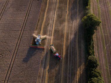 Woodbridge Suffolk UK 12 Ağustos 2021: Mısır tanelerini traktör römorkuna yüklerken havadan çekim. Çiftçilik kavramı, hasat kavramı