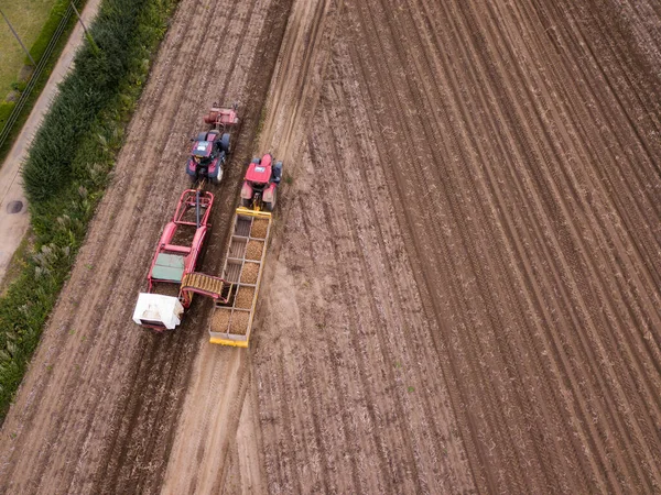 ウッドブリッジ サフォークUk 2021年8月12日 収穫機を持ったトラクターがジャガイモを収穫しながらトレーラーを積み込み それに沿って運転する — ストック写真