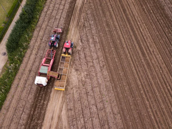 Woodbridge Suffolk Sierpnia 2021 Ciągnik Maszyną Zbioru Ziemniaków Podczas Załadunku — Zdjęcie stockowe