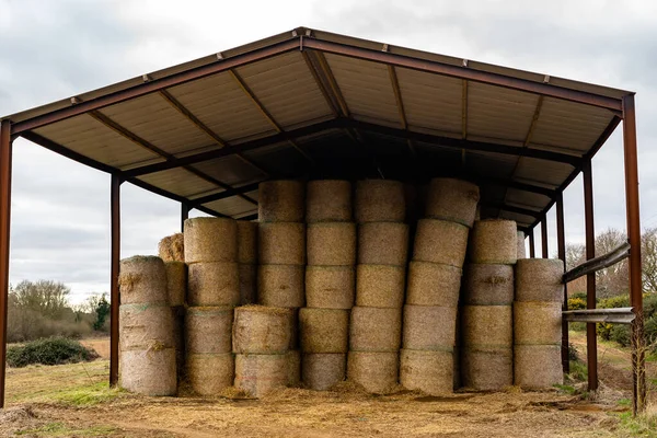 Barn full of stacked straw bales. Farmyard storage