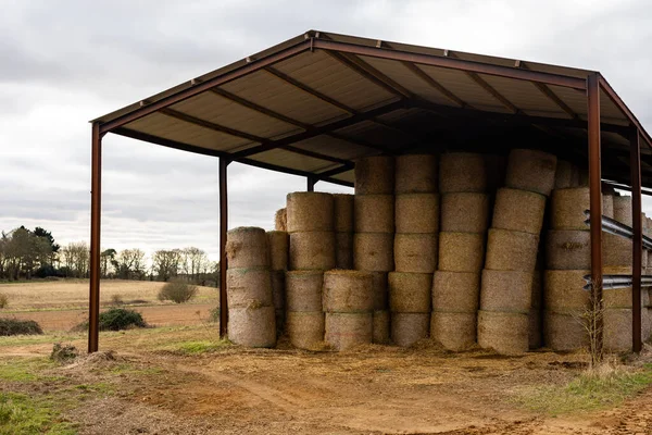 Barn full of stacked straw bales. Farmyard storage