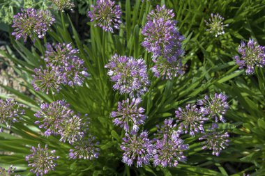 Allium Millenium. Parlak yeşil yaprakları ve yuvarlak pembe çiçekleri olan bir bitkidir.