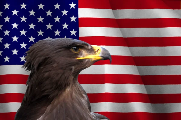 Eagle — Stock Photo, Image