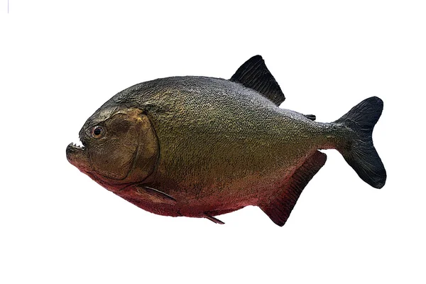 Fisch — Stockfoto