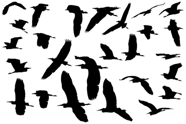 Fåglar — Stockfoto
