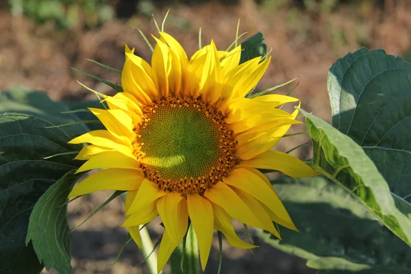 Solros — Stockfoto