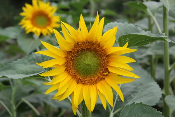 Girasol —  Fotos de Stock