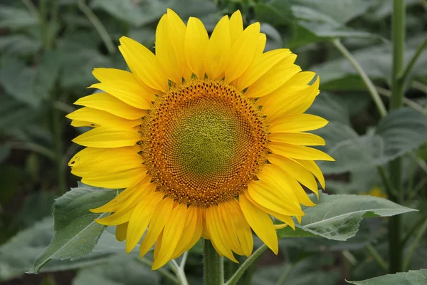 Sonnenblume — Stockfoto