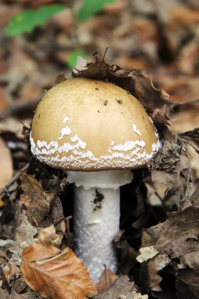 Mushroom — Stock Photo, Image