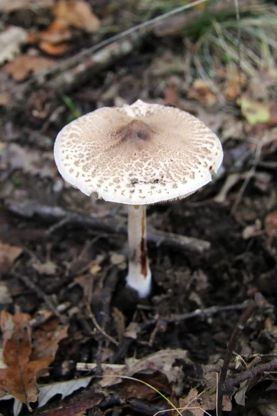 Champignon — Photo