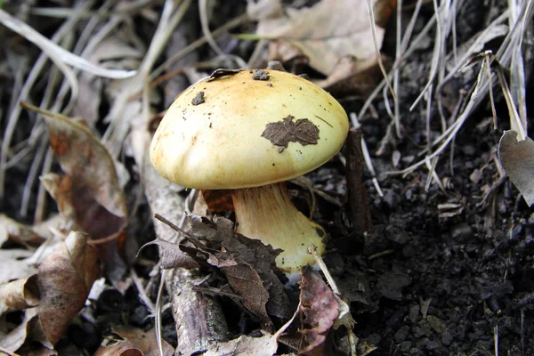 Mushroom — Stock Photo, Image