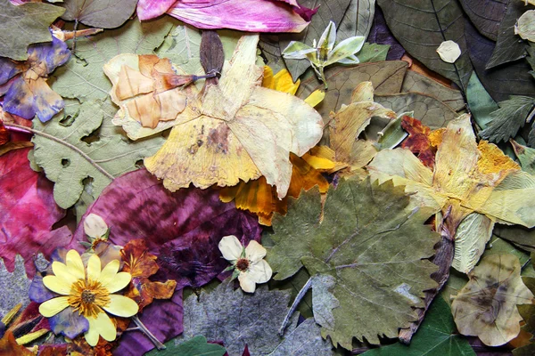 Flor — Fotografia de Stock