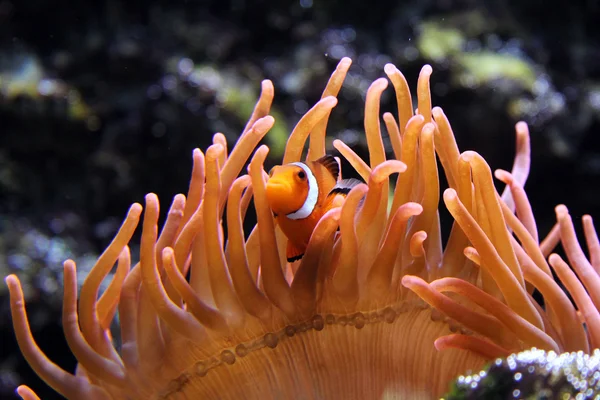 Plumose orange anemone Stock Photos, Royalty Free Plumose ...