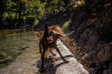 Köpek Bosso nehri boyunca oynar.