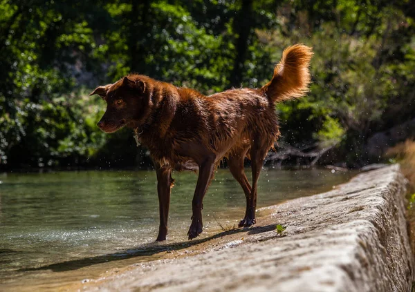Собака Бавиться Вздовж Річки Боссо — стокове фото